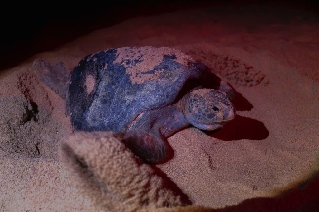 Nacen más de 6.7 millones de tortugas marinas en la Costa michoacana 278fc54d db3a 46b1 9c53 62aab4fa5b86