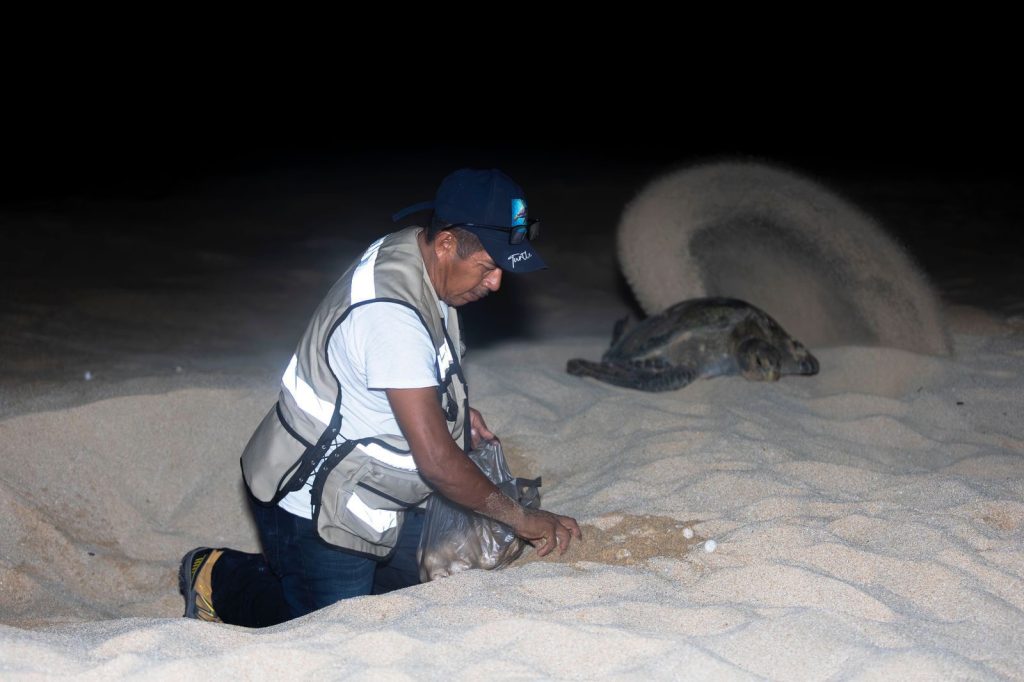 Nacen más de 6.7 millones de tortugas marinas en la Costa michoacana 2e3b8456 0bb1 4b81 b92b 6b930bd5c087