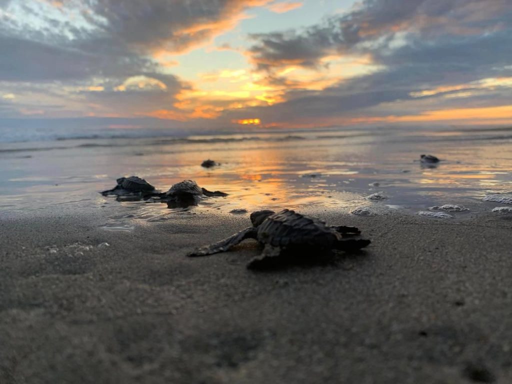 Nacen más de 6.7 millones de tortugas marinas en la Costa michoacana e6d332de ea60 44e7 b53d 065b320d5181